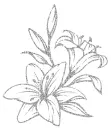 lilies