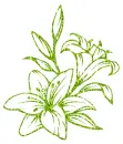 lilies