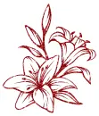 lilies