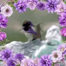 hummingbird
