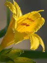 yellow lily
