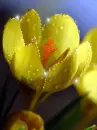 yellow crocus