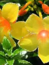 yellow flower