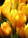 yellow crocus