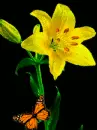 yellow lily