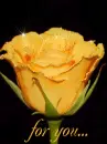 yellow rose for you