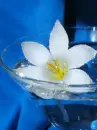 white flower