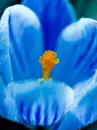 blue crocus