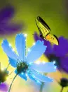 blue flower