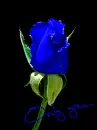 only you