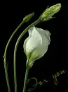 rose for you