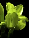 orchids