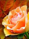 rose