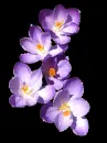 crocus