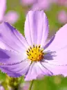 purple flower