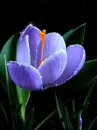 crocus