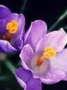 crocus