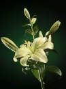 lilies