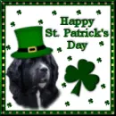 happy st Patrick's day