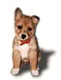irl puppy