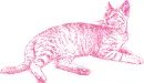 cat