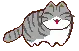 gray and white cat