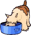 dog eating his food