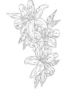 lilies