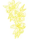 lilies