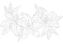 lilies