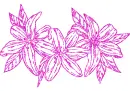 lilies