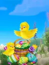 chicks