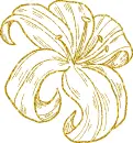 lilies