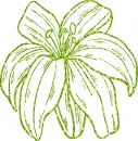 lilies