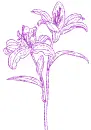lilies