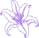 lilies