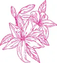lilies