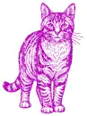cat