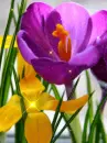 crocus