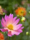 pink flower