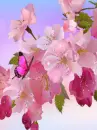 cherry blossom