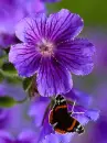 purple flower