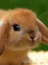 bunny