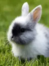 bunny