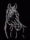 arabian horse