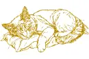 cat