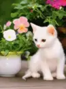 kitty