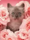 kitty