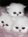 kitties