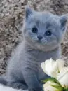 kitty